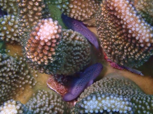 Scarlet-spotted velvetfish (Caracanthus maculatus) — Scorpaenidae