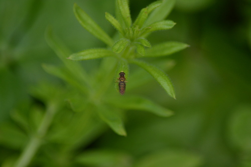 Unknown species found near Grand Isle, LA, USA