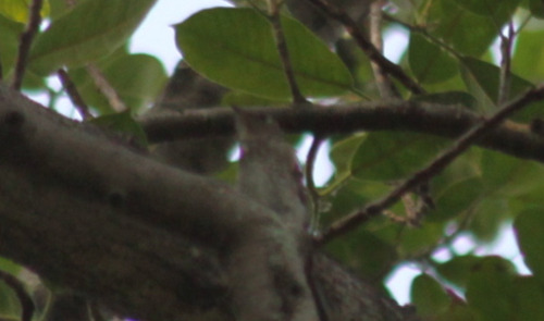 Dark-sided Flycatcher (Muscicapa sibirica)