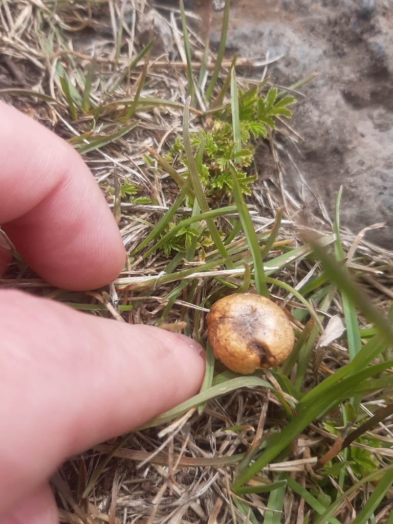 Agrocybe pediades · January 2026 · photo: © georgecox (iNaturalist, cc0)