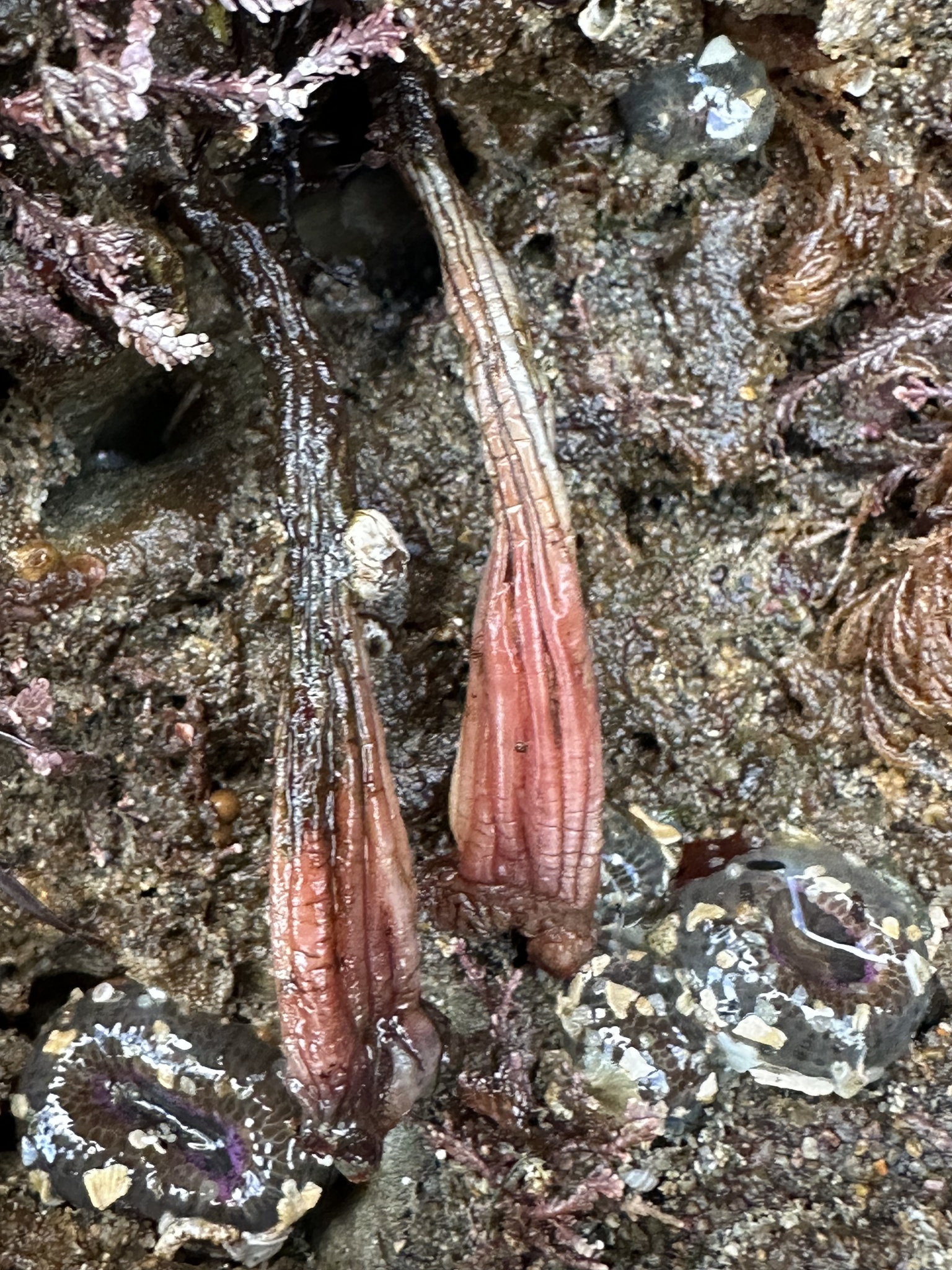 Styela montereyensis (Dall, 1872)