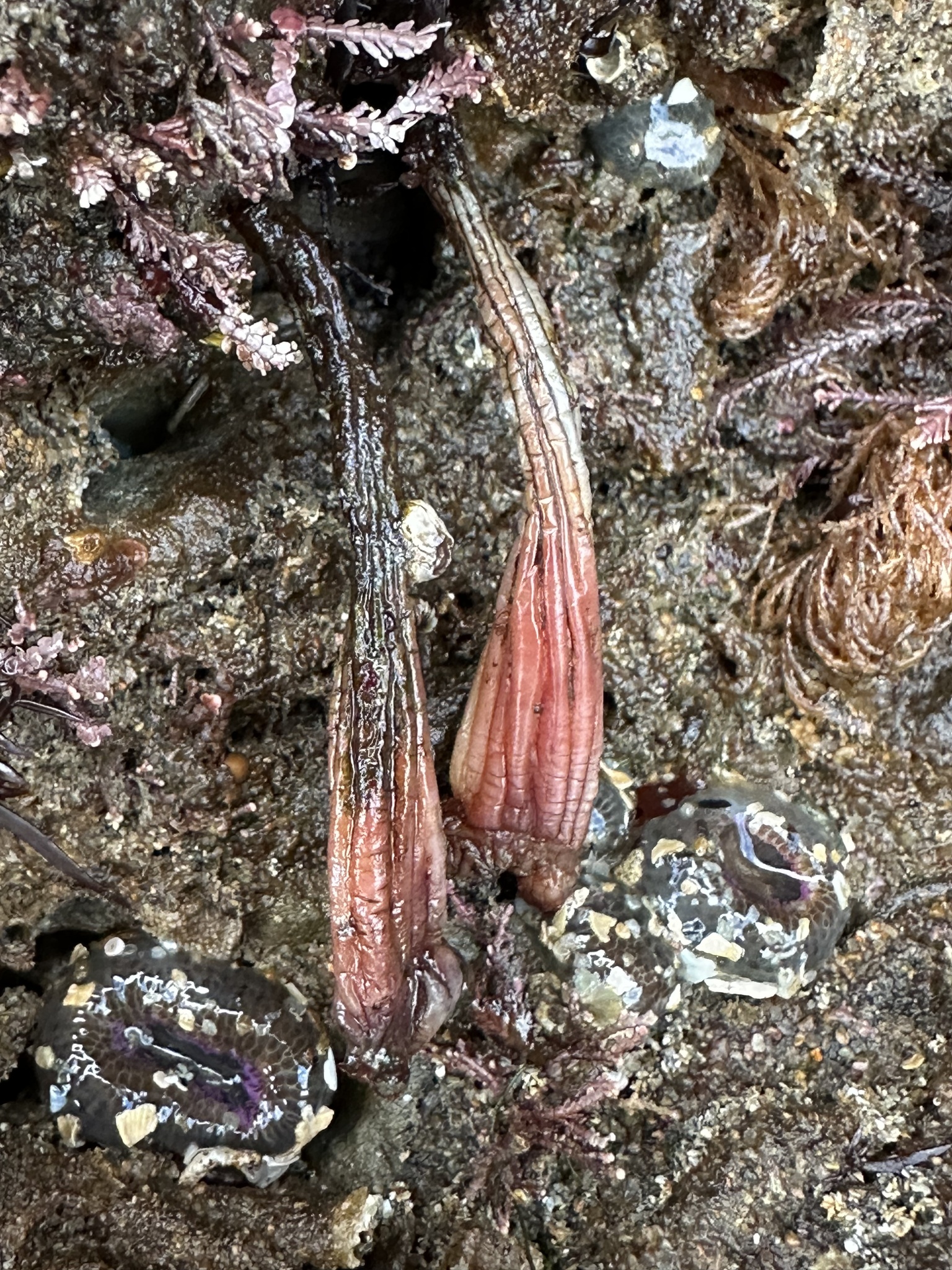 Styela montereyensis (Dall, 1872)