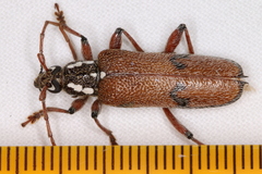 Strongylurus thoracicus