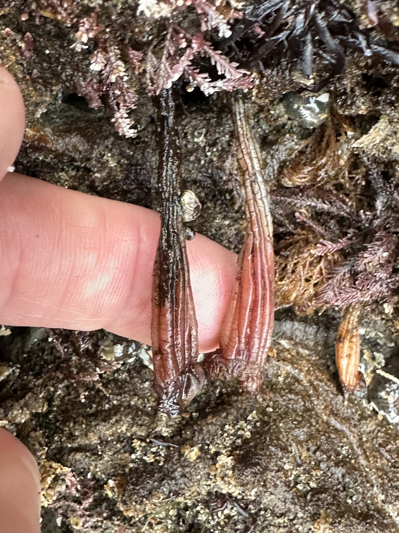 Styela montereyensis (Dall, 1872)