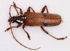 Strongylurus thoracicus