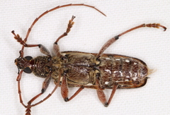 Strongylurus thoracicus