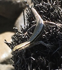 Cryptoblepharus eximius