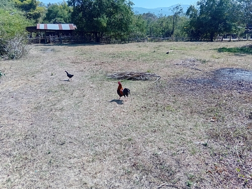 Domestic Chicken