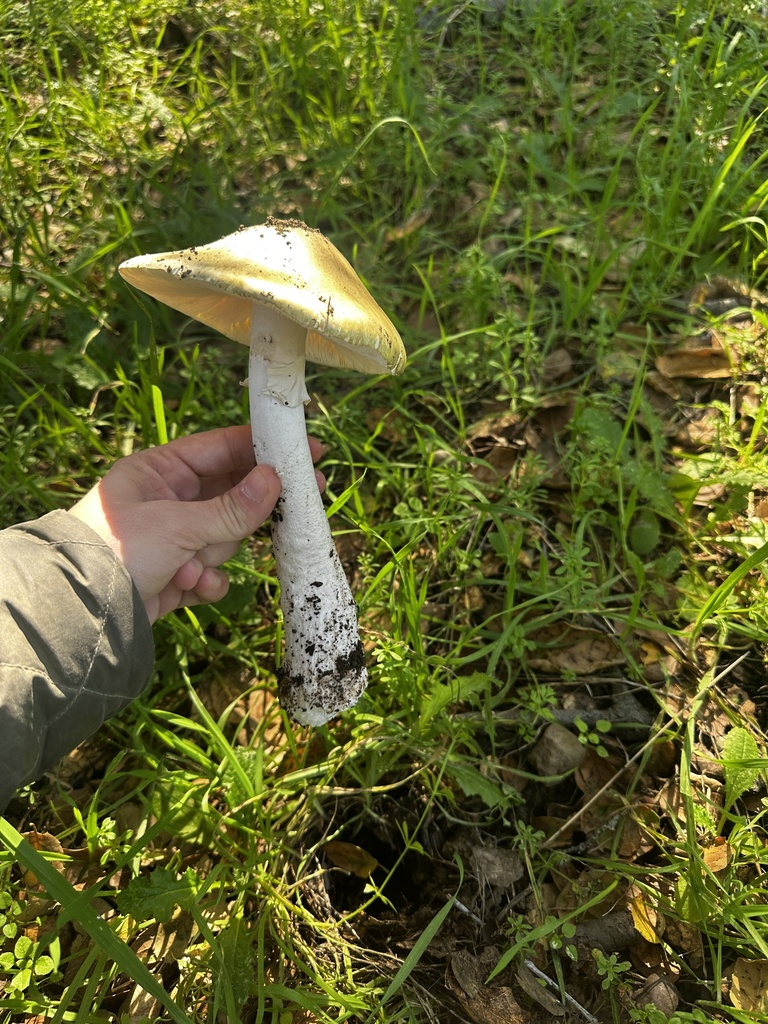 Amanita phalloides · January 2026 · photo: © katrinamccollough (iNaturalist, cc0)
