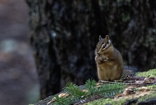 Siskiyou Chipmunk observed by phoenix_starburger