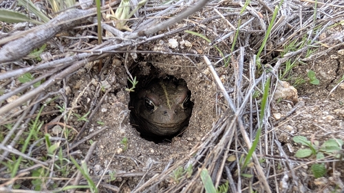 iNaturalist observation photo of Western Toad