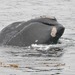 North Pacific Right Whale - Photo (c) 
Mark Hoffman and Bruce Long, some rights reserved (CC BY-SA)