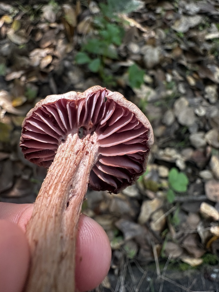 Laccaria amethysteo-occidentalis · January 2026 · photo: © katrinamccollough (iNaturalist, cc0)