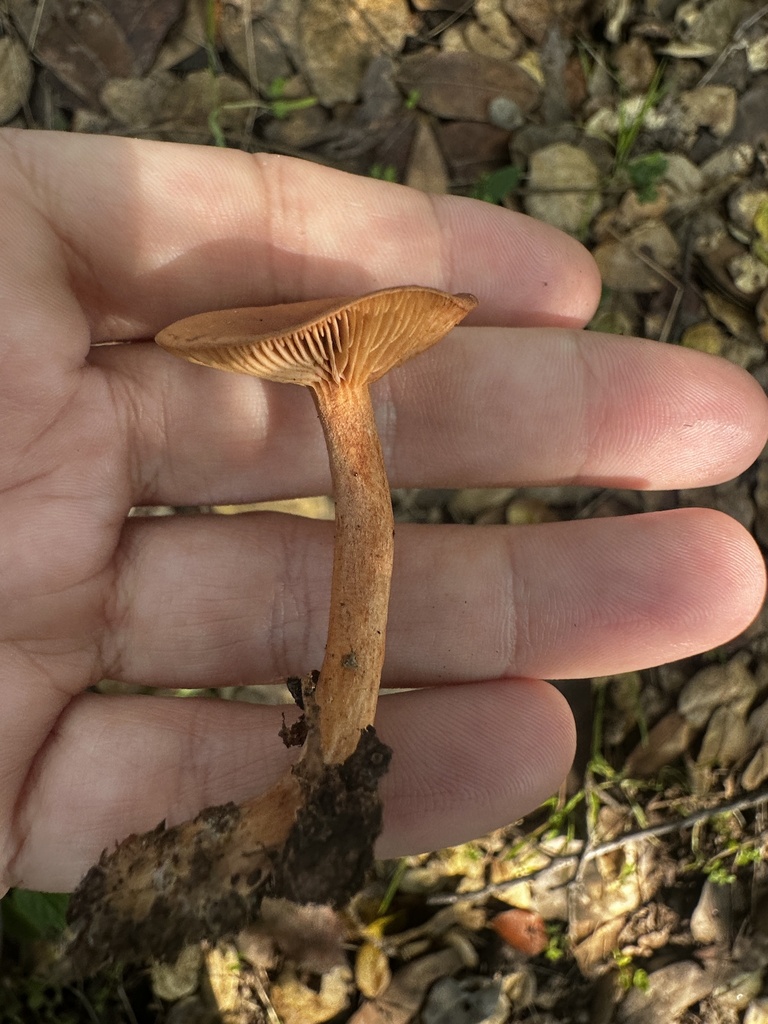 Lactarius rubidus · January 2026 · photo: © katrinamccollough (iNaturalist, cc0)