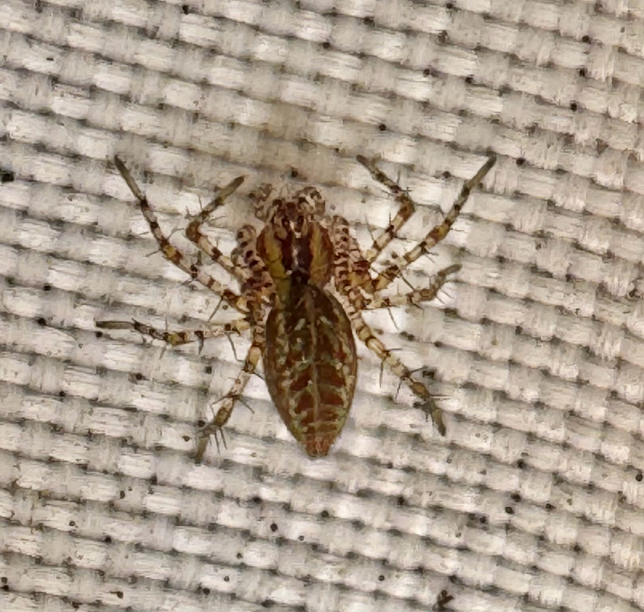 Green Lynx Spider in Austin, TX - Slide 5