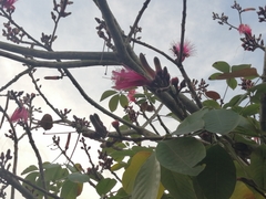 Pseudobombax ellipticum