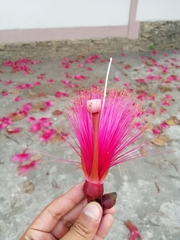 Pseudobombax ellipticum