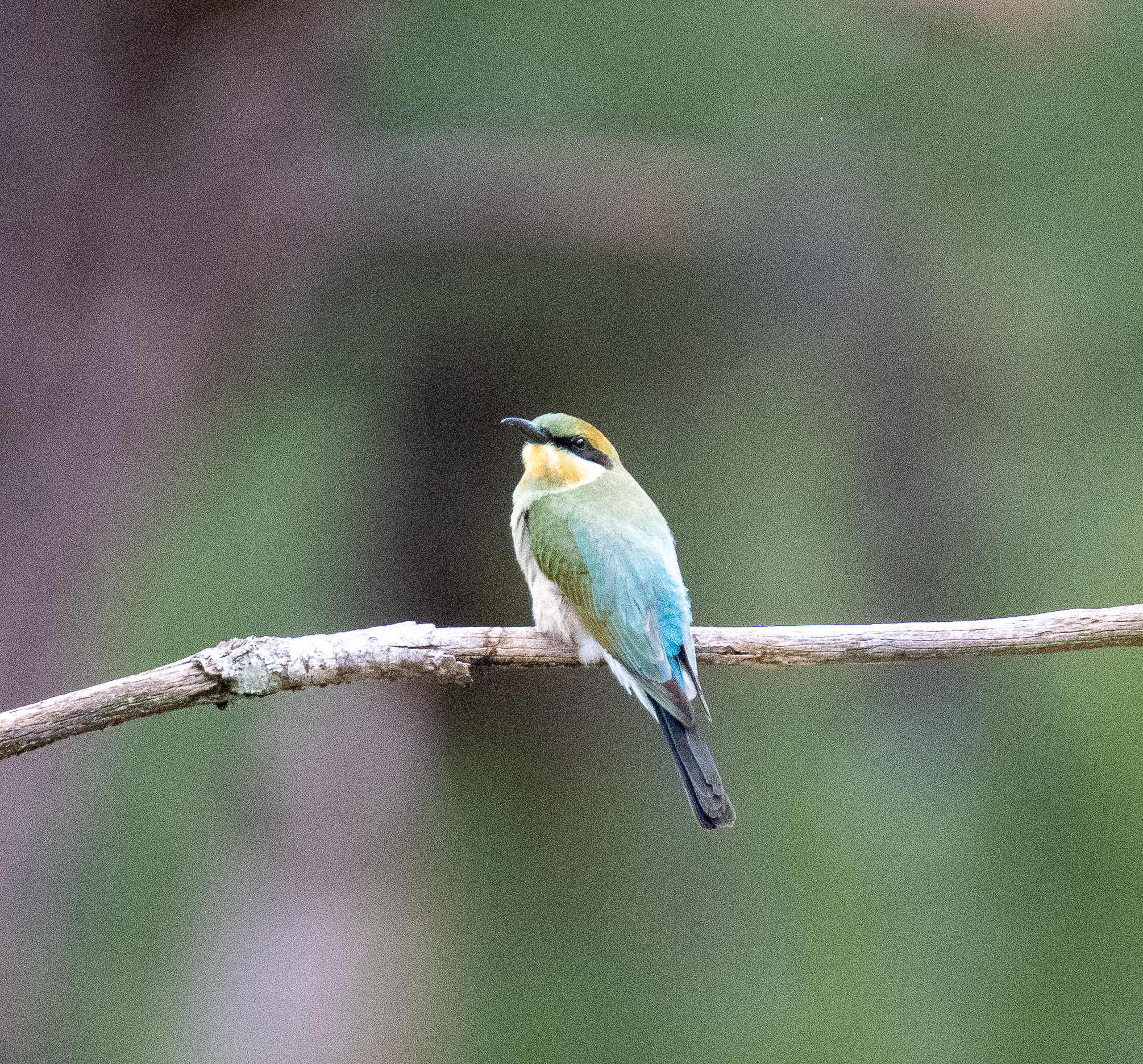 Rainbow Bee-eater (Merops ornatus), photo 5