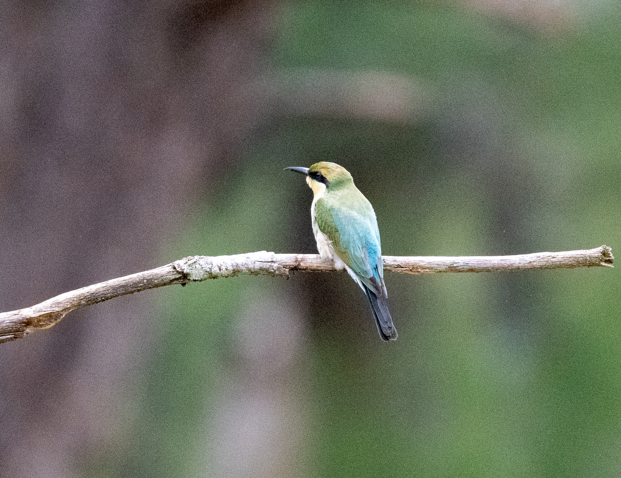 Rainbow Bee-eater (Merops ornatus), photo 6