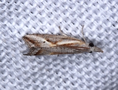 Arotrophora arcuatalis