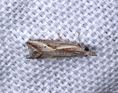 Arotrophora arcuatalis