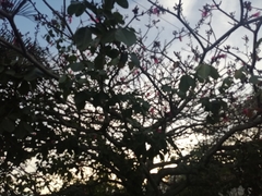 Pseudobombax ellipticum