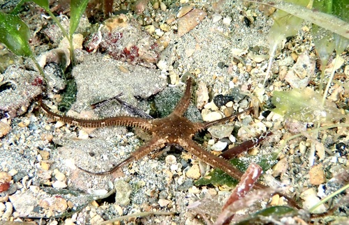 Ophiomyxa australis observed 2026-01-18