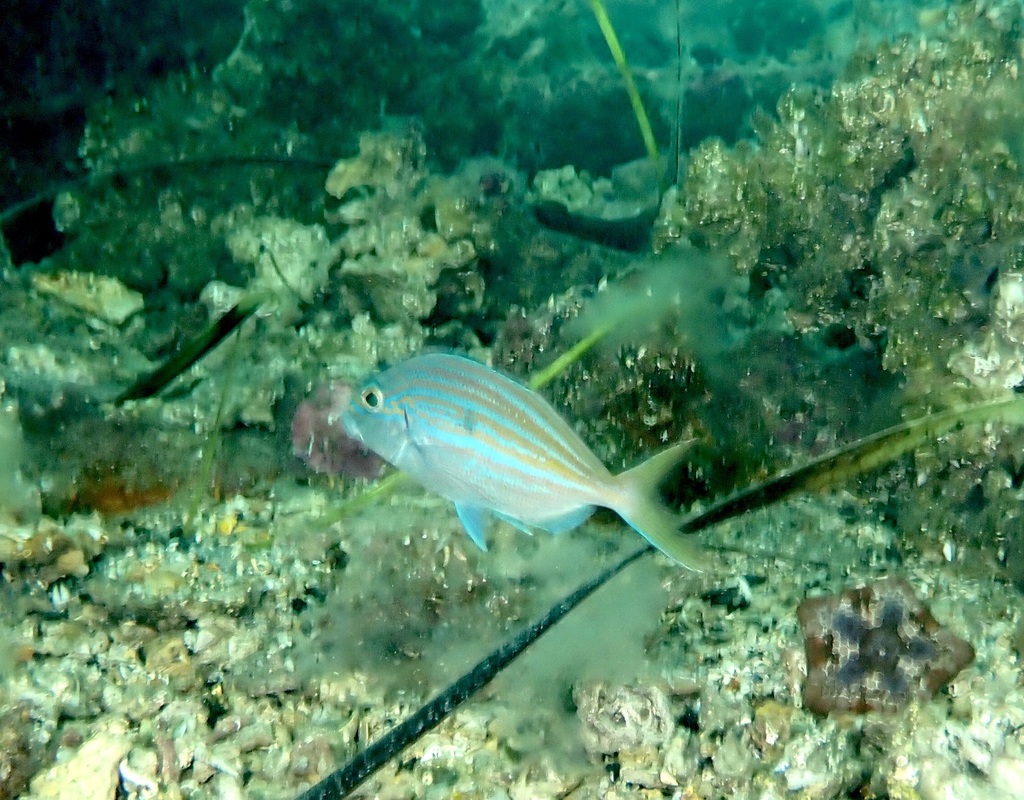 Blue morwong (Nemadactylus valenciennesi) — Cheilodactylidae