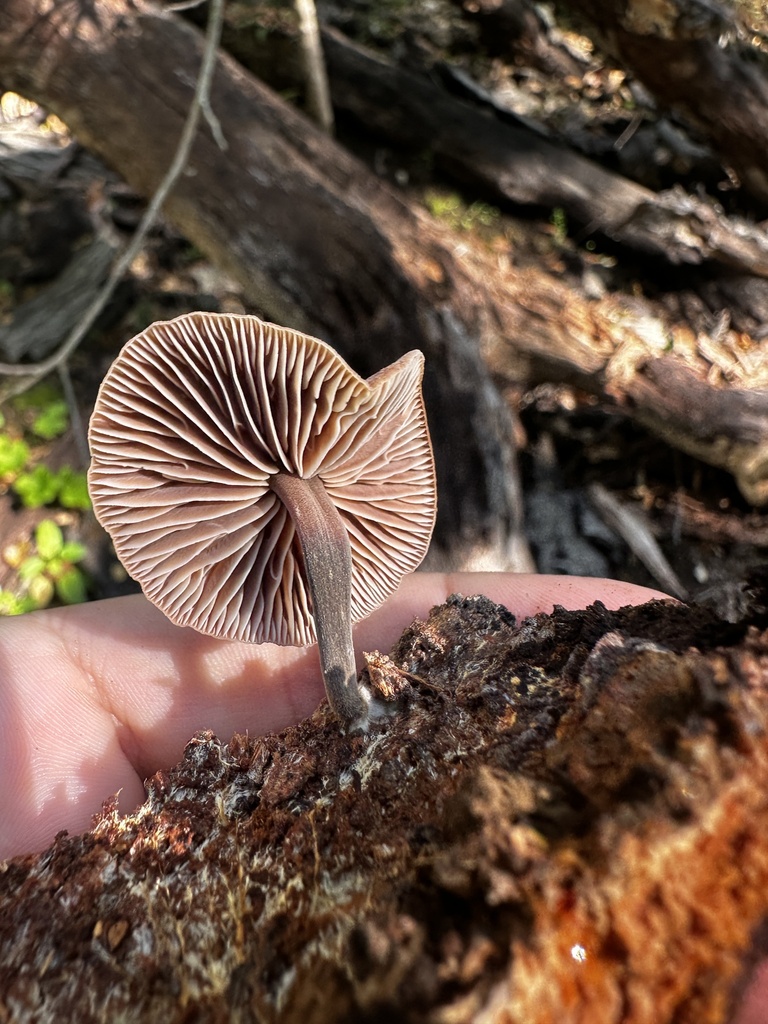 Gymnopus brassicolens · January 2026 · photo: © katrinamccollough (iNaturalist, cc0)