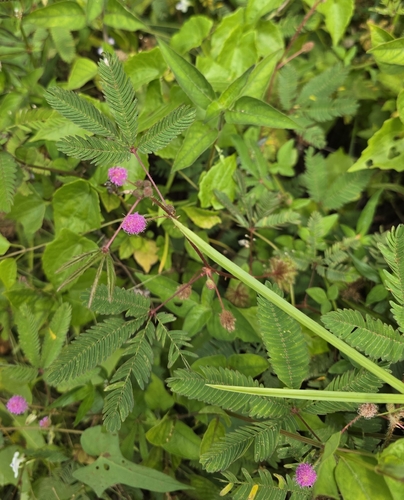 Mimosa pudica