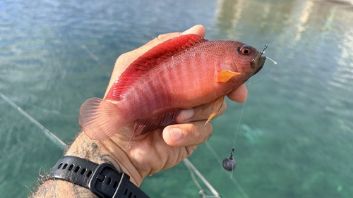 Darkstriped dottyback (Labracinus cyclophthalmus) — Pseudochromidae — 2