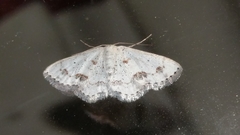 Scopula lautaria
