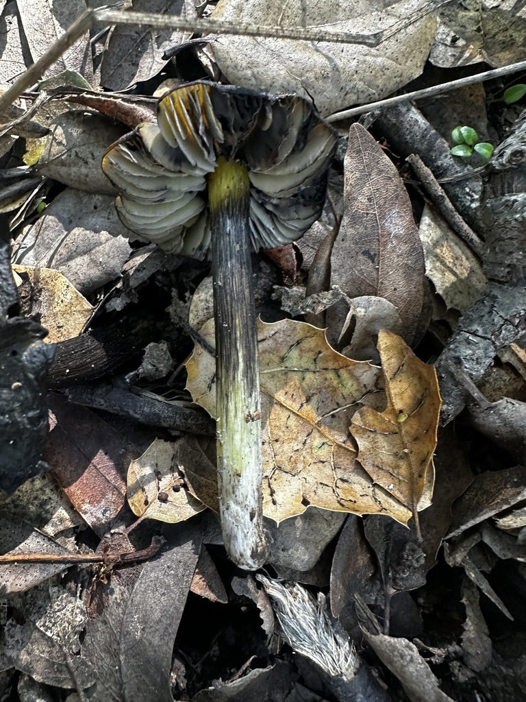 Hygrocybe singeri · January 2026 · photo: © katrinamccollough (iNaturalist, cc0)