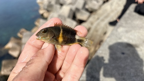 Anchor trunkfish (Choerodon anchorago) — Labridae