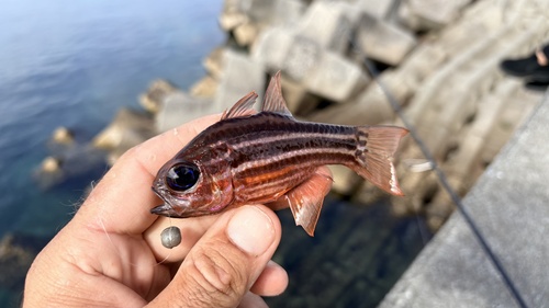 Blue-eye cardinalfish (Ostorhinchus compressus) — Apogonidae — 2