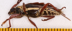 Piesarthrius marginellus