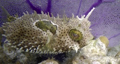 Chilomycterus antennatus