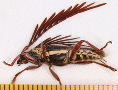 Piesarthrius marginellus