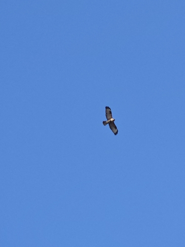 Eastern Buzzard (Buteo japonicus)