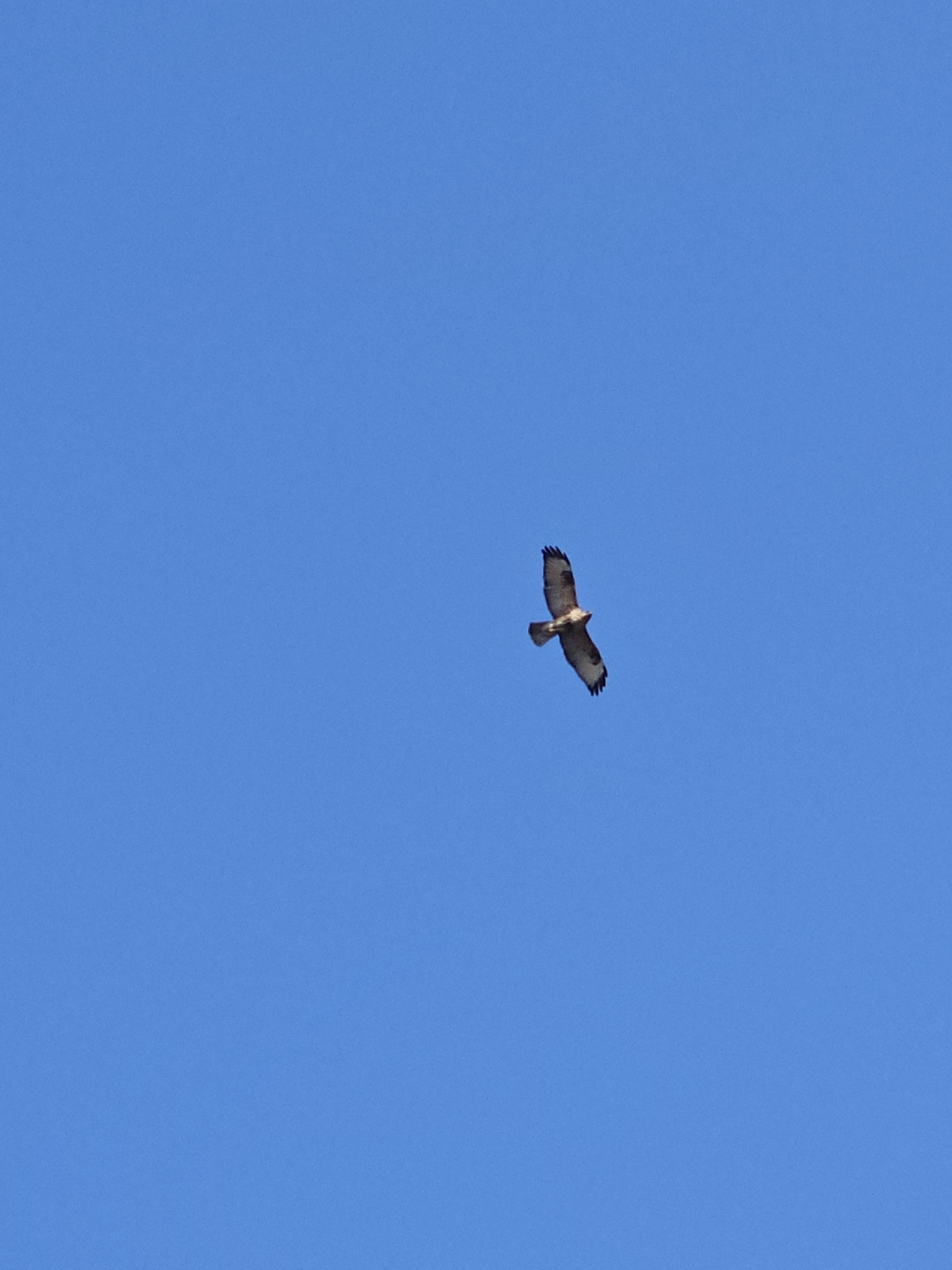 Eastern Buzzard (Buteo japonicus), photo 1