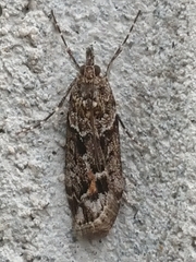 Eudonia submarginalis