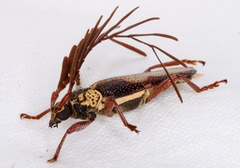 Piesarthrius marginellus