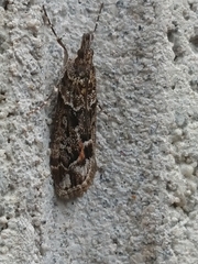 Eudonia submarginalis