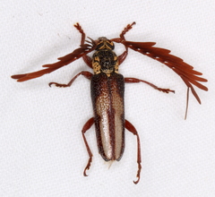 Piesarthrius marginellus