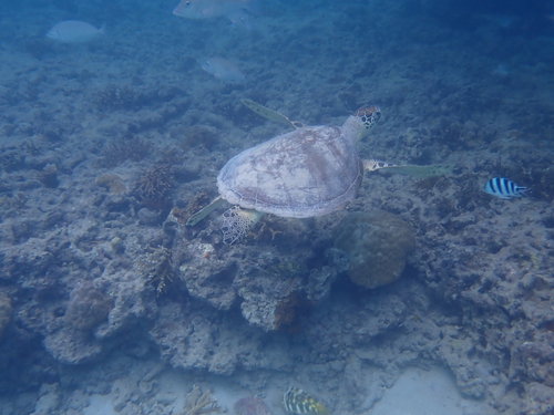 Green turtle