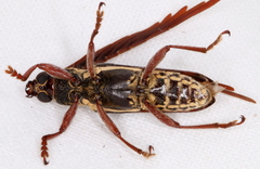 Piesarthrius marginellus