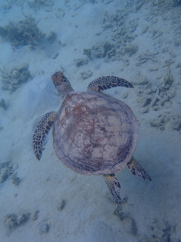 Green turtle