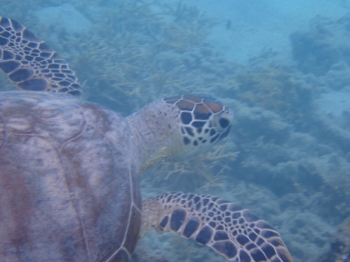 Green turtle