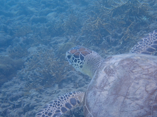 Green turtle