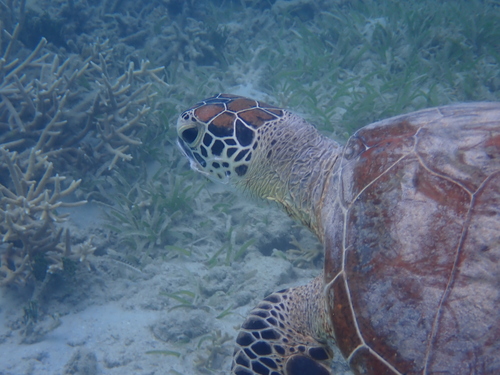 Green turtle